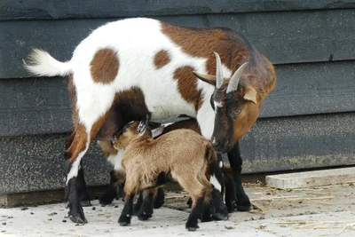 chèvre avec des enfants